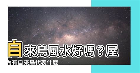 鳥飛 入 屋 風水|【自來鳥 風水】自來鳥風水好嗎？屋內有自來鳥代表什麼？